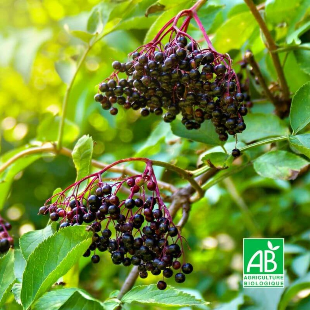 Sureau noir à fruits noirs 'korsor' bio - godet 9cm