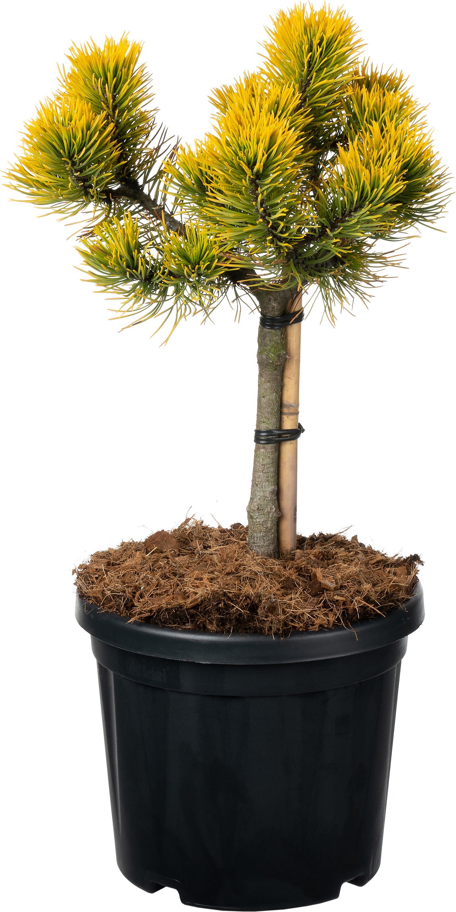 Bergden (Pinus mugo 'Carsten's Wintergold') D 23 H 80 cm