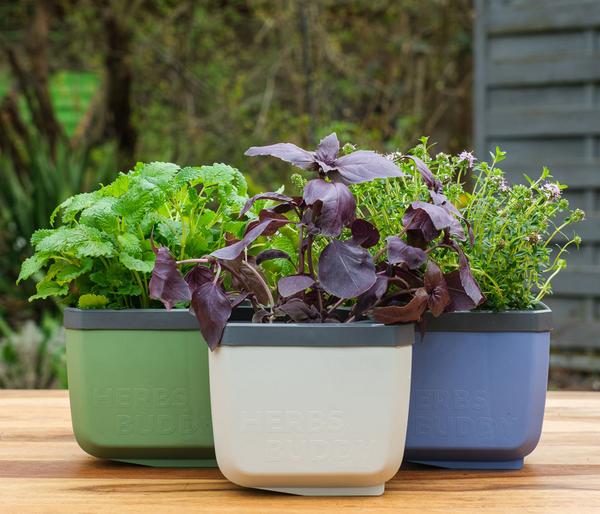 Gusta Garden Kräutertöpfe Herbs Buddy, ca.