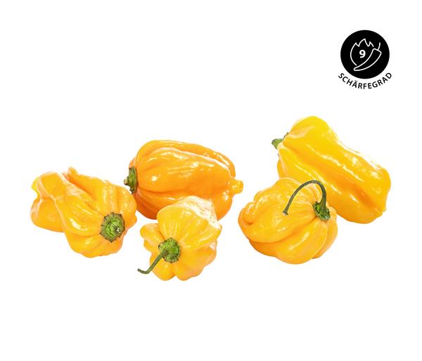 Chili 'Scotch Bonnet'
