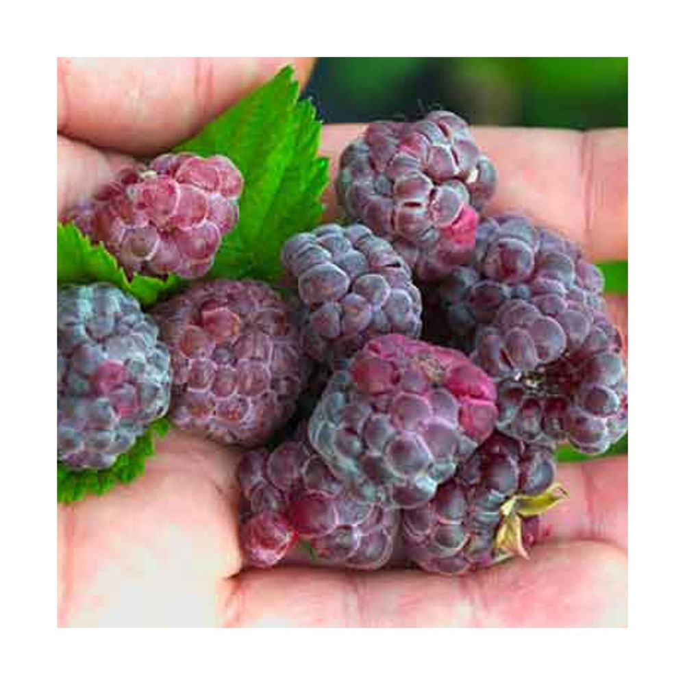 Framboisier idaeus glen coe/rubus idaeus glen coe[-]pot de 3l - 20/40 cm