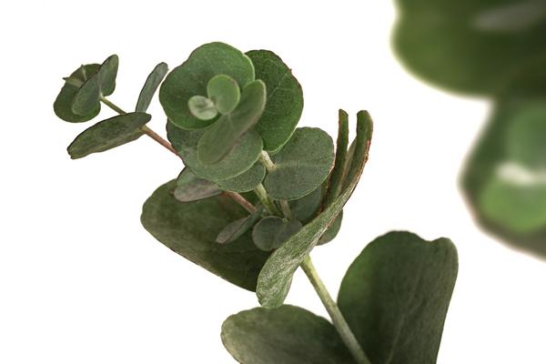 Mostgummi-Eukalyptus 'Azura'