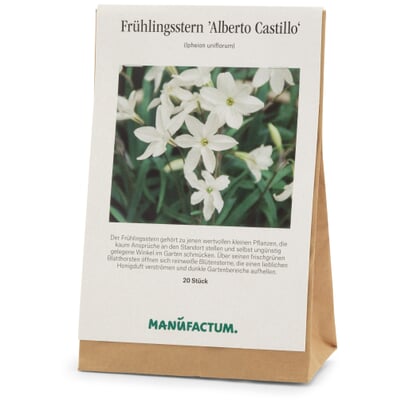 Frühlingsstern 'Alberto Castillo'