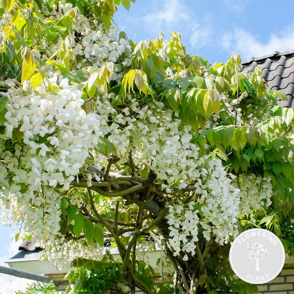 Glycine 'alba' - glycine - blanche - plante grimpante - peu d'entretien – ⌀15 cm - ↕60-70 cm
