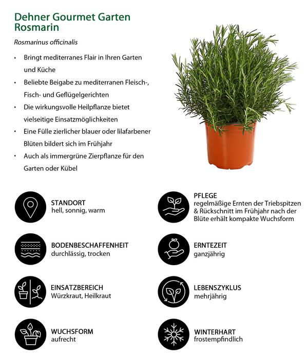 Dehner Gourmet Garten Rosmarin