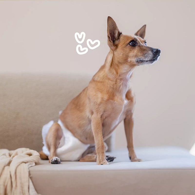 EasyPets Hondenluiers Teef Hond 30 stuks | S/M | 20043.2