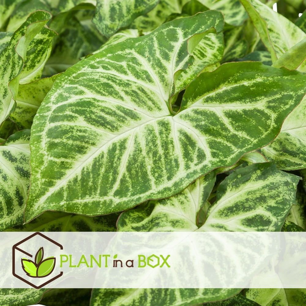 Syngonium 'pixie' - set de 2 - plante fléchée - pot 12cm - hauteur 25-40cm