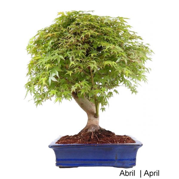 Luso Bonsai Acer Palmatum SPP Bonsai de 35 anos - 63758A