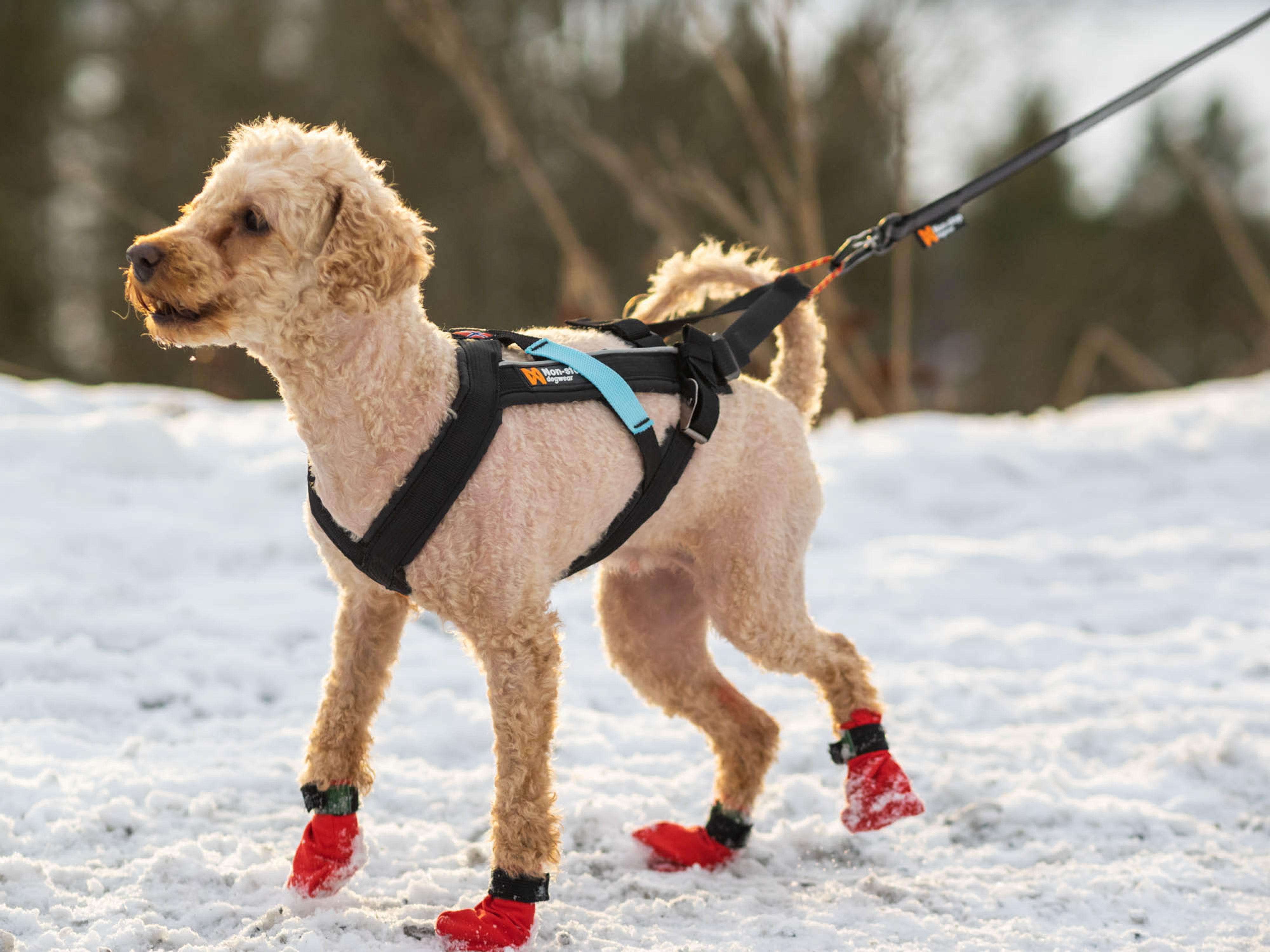 Kjøp Non-Stop Dogwear Freemotion Harness fra Hekta på tur her!