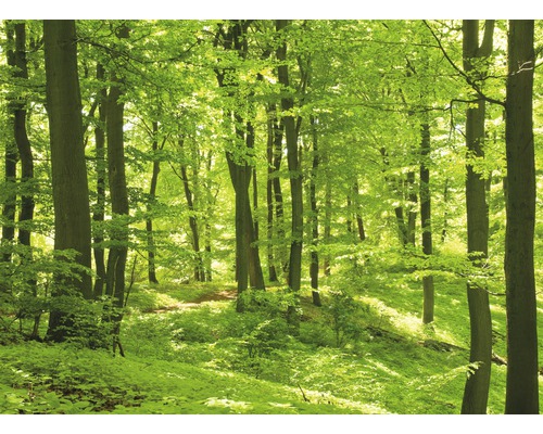 Vliesbehang 18297 Bos in de lente, 7-delige set, 350 x 260 cm