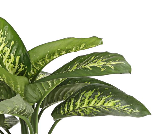 Dieffenbachie - Dieffenbachia amoena 'Reeva'