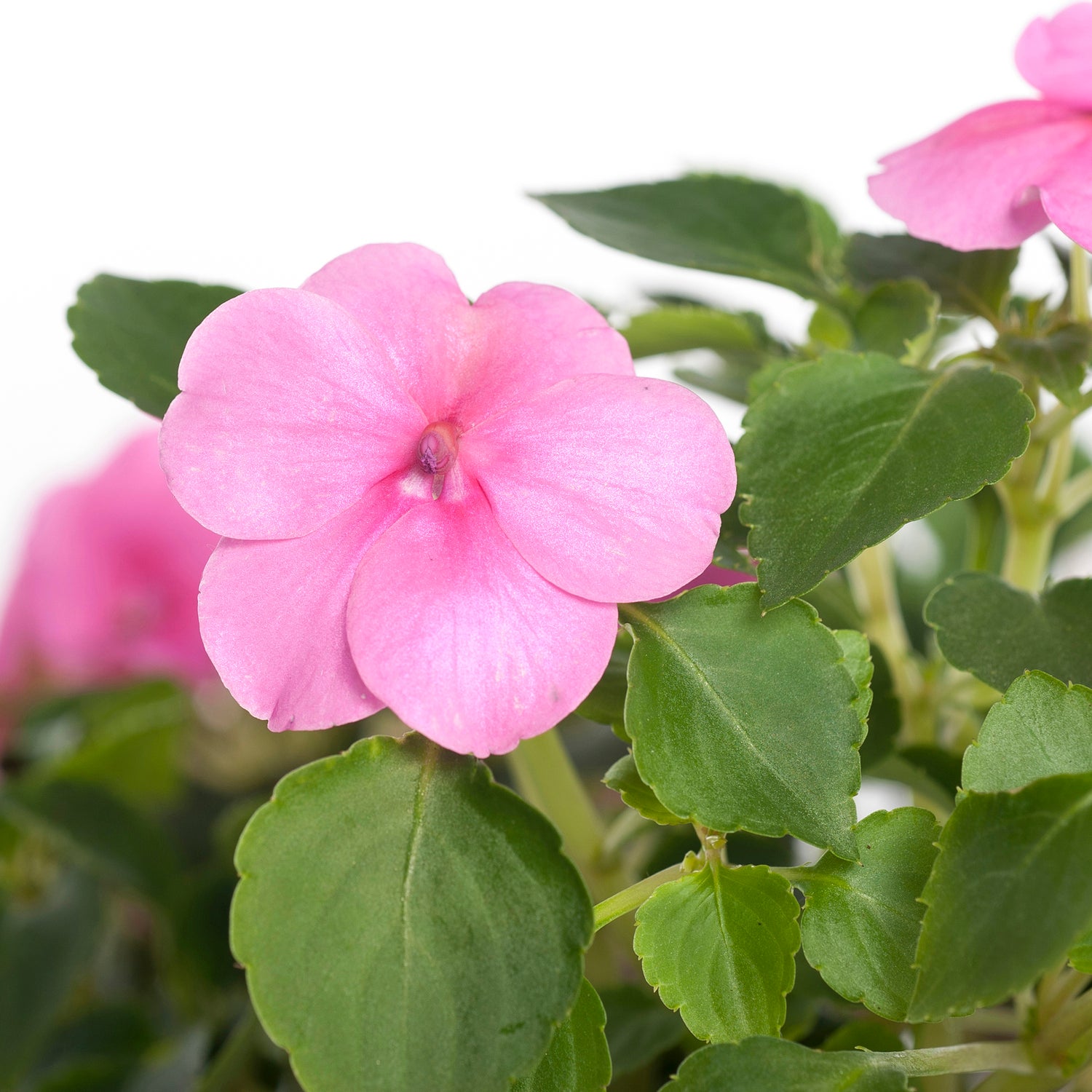 Vlijtig liesje (Impatiens walleriana) D 9 H 10 cm