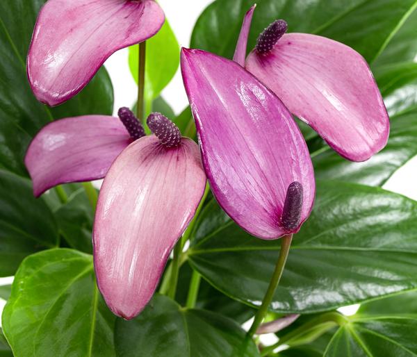 Flamingoblume - Anthurium andreanum 'Zizou'