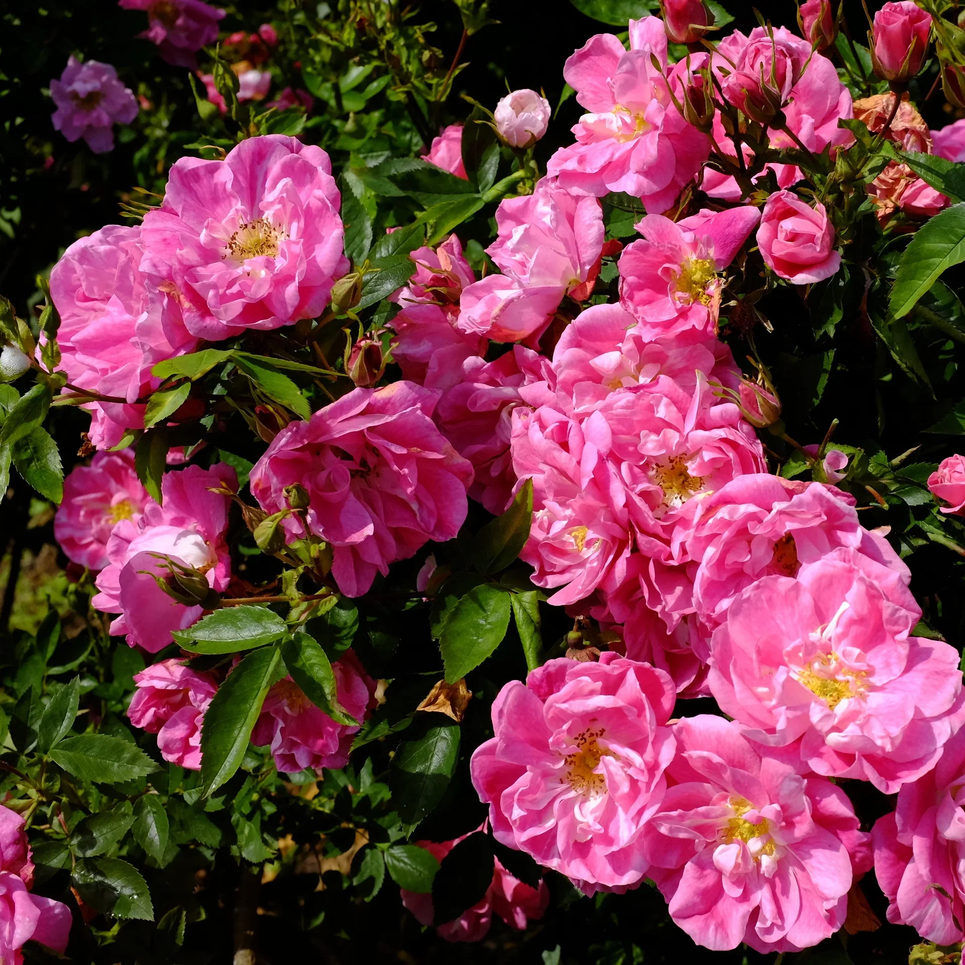 Rosa (Kordesii-gruppen) 'William Baffin' Klatrerose 'William Baffin' Ø19 cm