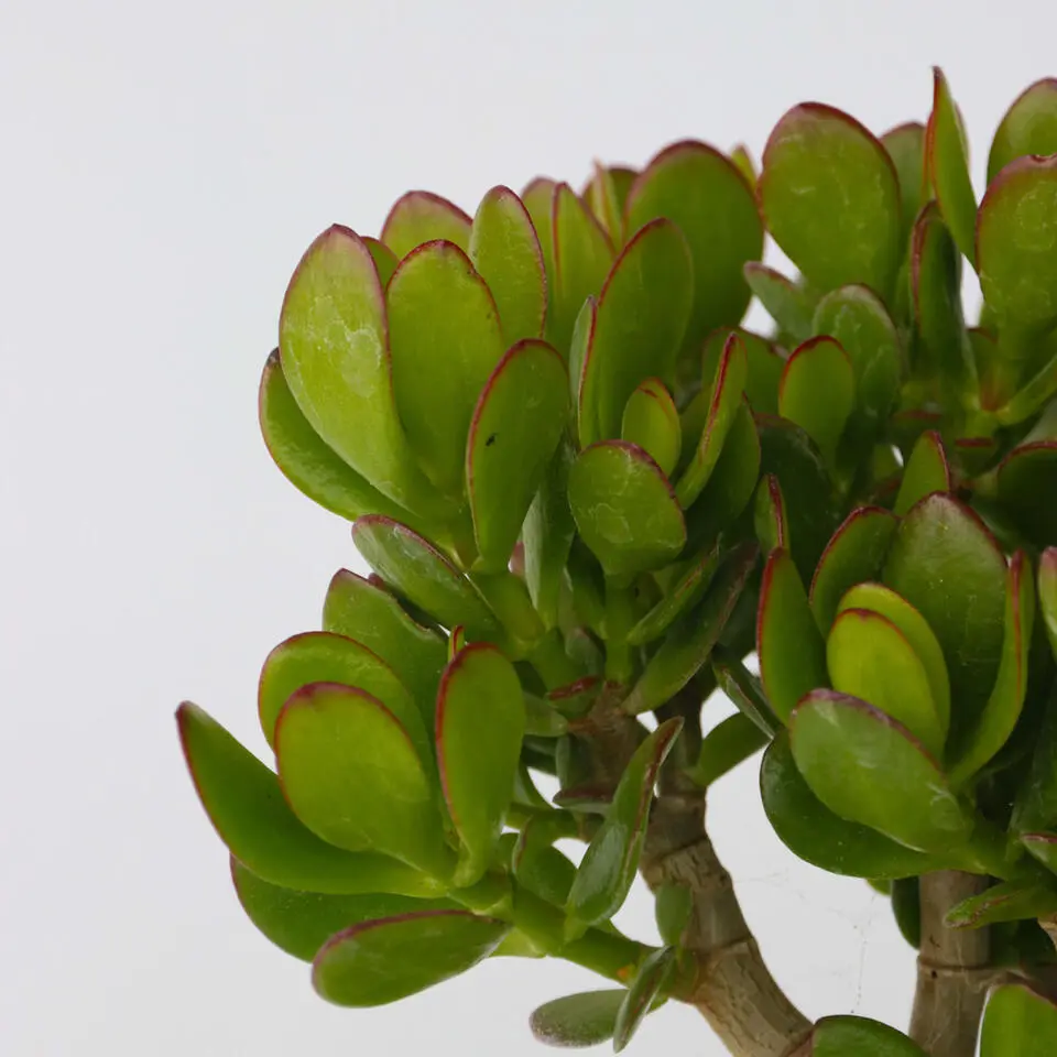Geldboom - Mix van 3 - Crassula Minor, Hobbit, Sunset - Hoogte 10-25cm - ø12cm