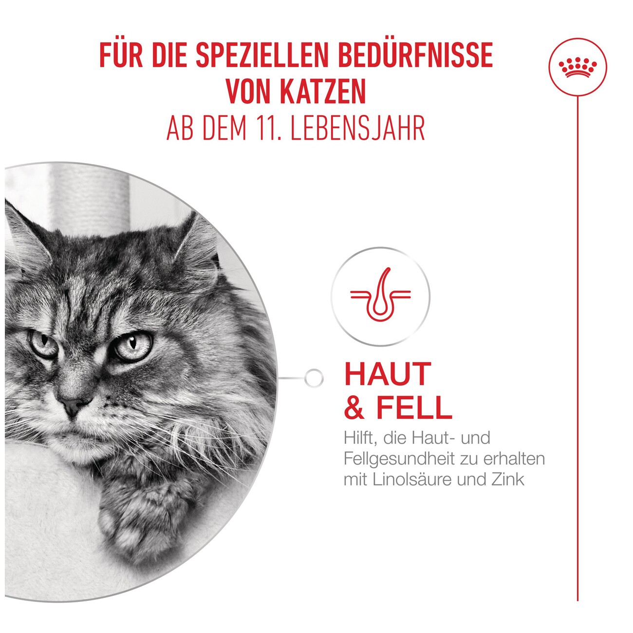 ROYAL CANIN Trockenfutter Katze, Senior, Ageing 11+ 400 g