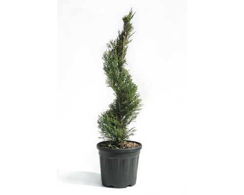 Leylandcipres spiraal Cupressocyparis leylandii 'Pyramidalis' Co 9 l H 80 cm