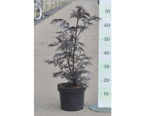 Zwarte Vlierbes FloraSelf Sambucus nigra 'Black Lace' H 50-60 cm Co 5 L