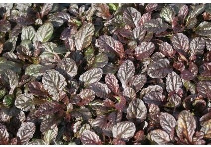 Kruipend Zenegroen (Ajuga reptans 'Atropurpurea') D 9 H 10 cm