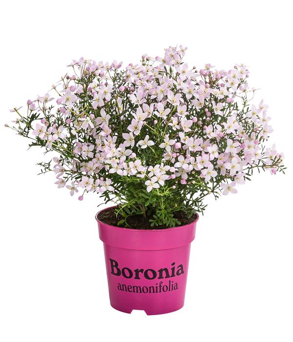Duftsternchen - Boronia anemonifolia