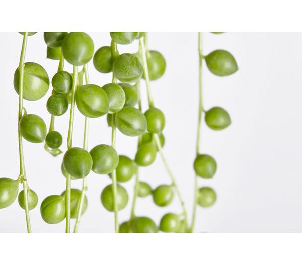 Erbsenpflanze - Senecio rowleyanus