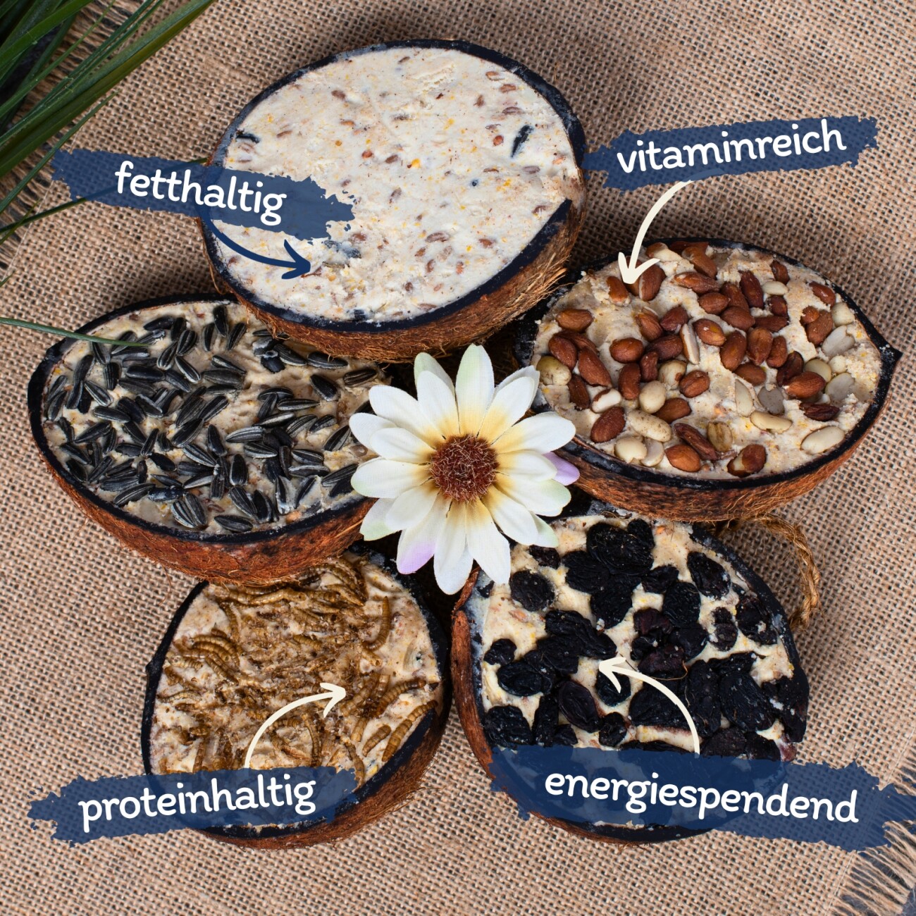 Lyra Pet Halbe Kokosnuss mit Topping 10 Stück