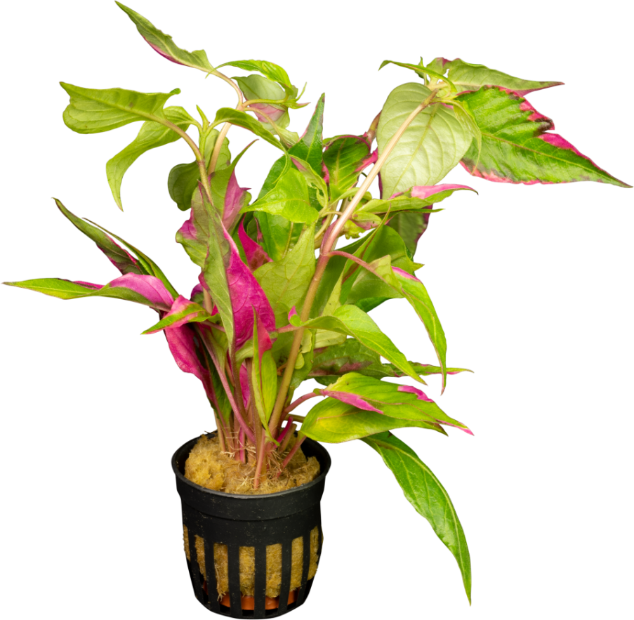 Waterplant Hygrophila Corymbosa Pink