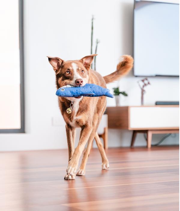 Red Dingo Hundespielzeug DURABLES Toys Hai