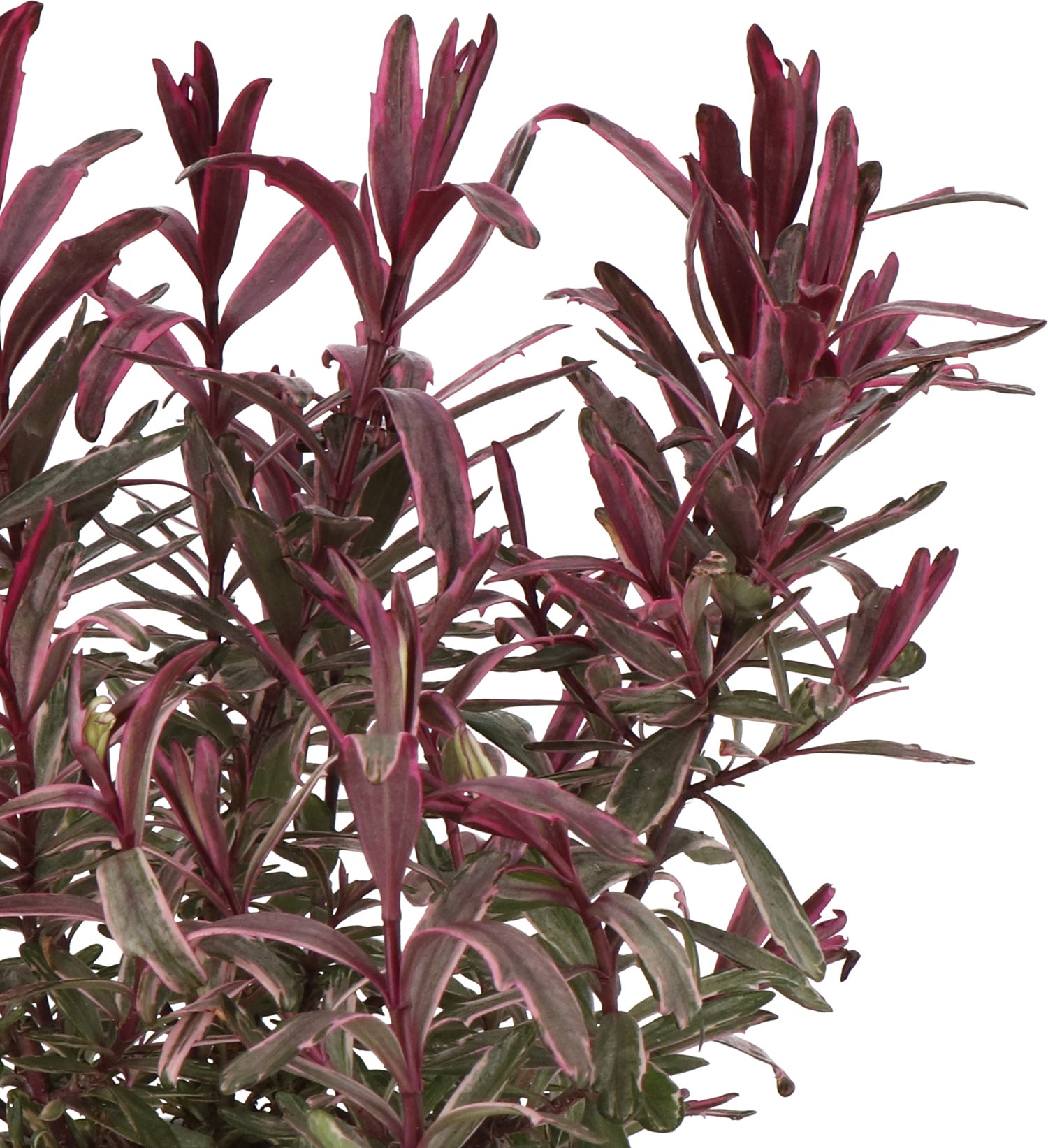 Struikveronica (Hebe 'Frozen Flame' ®) D 17 H 25 cm