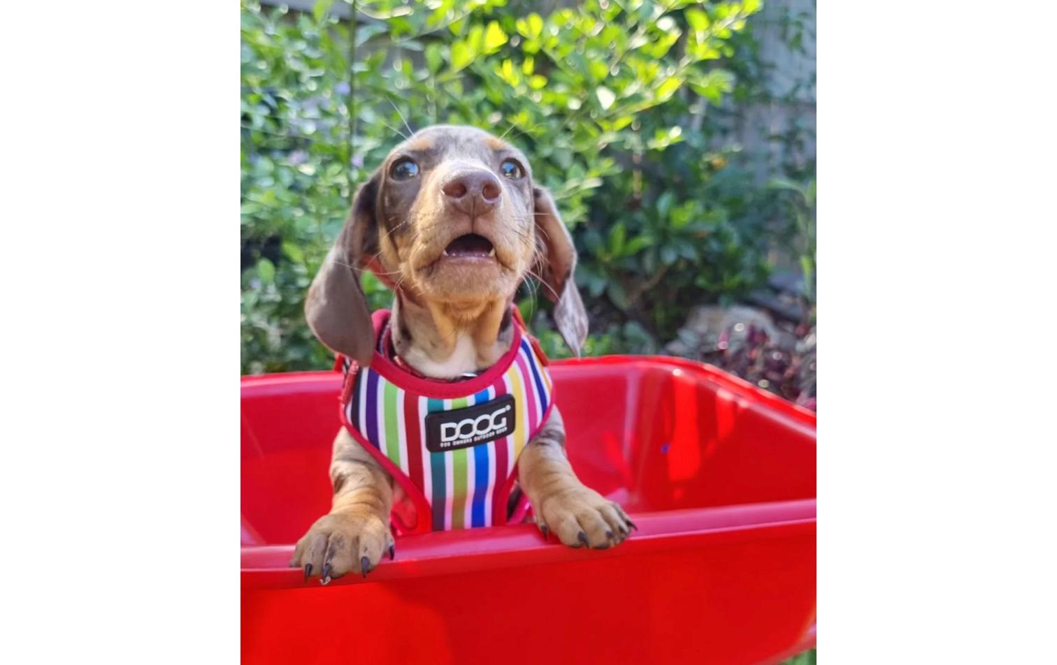 Geschirr Neoflex Scooby S Multicolor gestreiftNeopren-Softgeschirr für kleine bis mittelgrosse Hunde