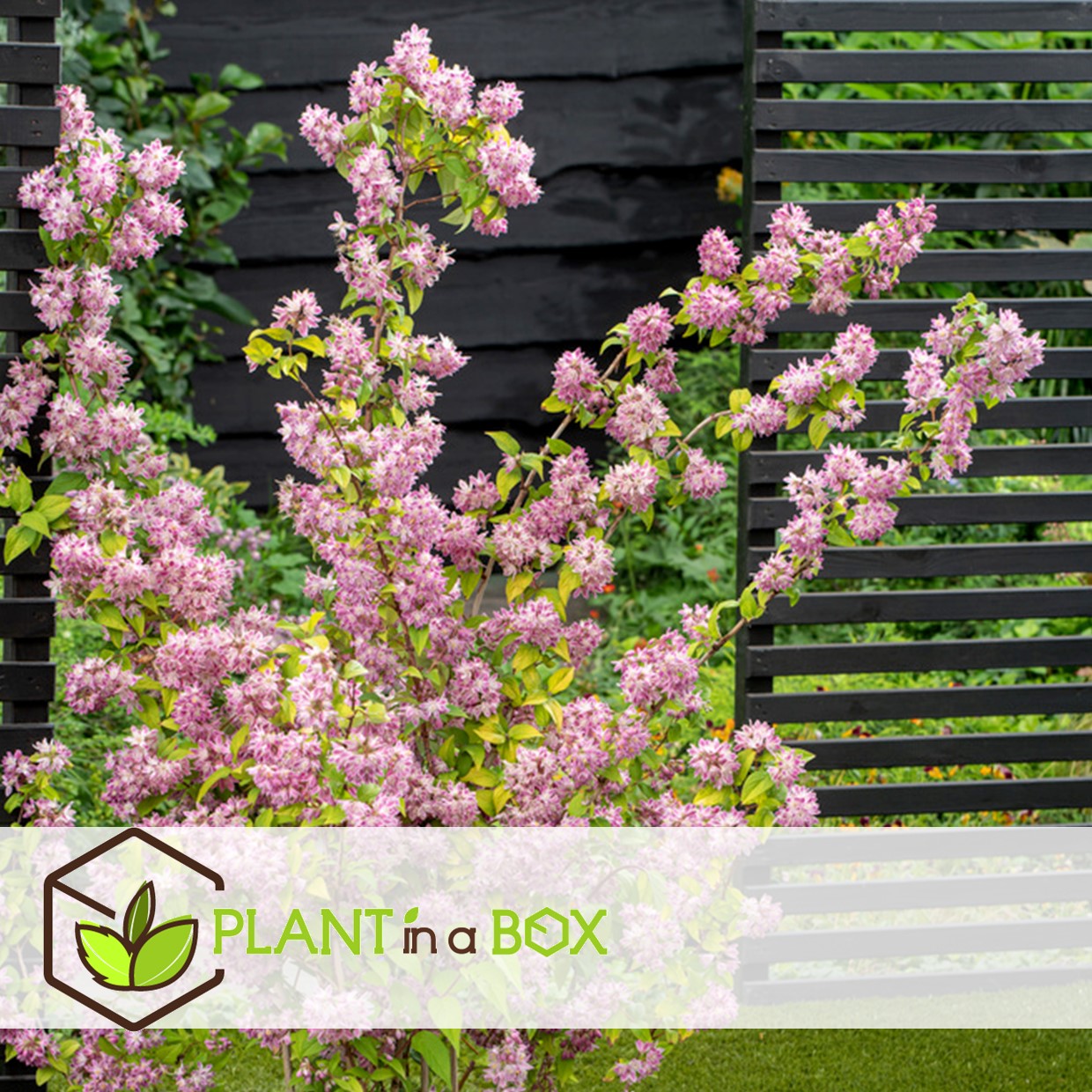 Deutzia x hybrida 'strawberry fields' - set de 4 - pot 17cm - hauteur 25-40cm