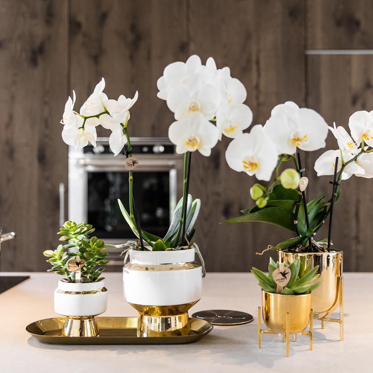 Verts colibri | lot de 2 plantes rhipsalis en pots décoratifs dorés le chic - pot céramique taille 9cm