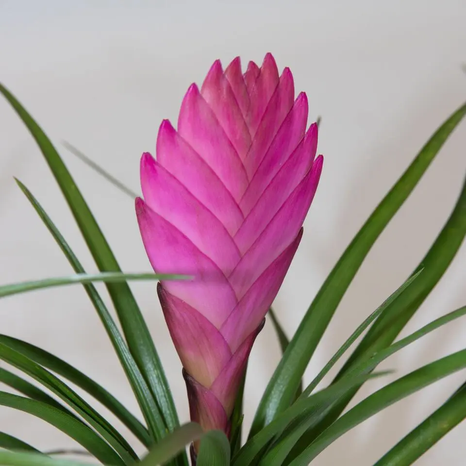 Tillandsia cyanea ‘Pastel’ – Set van 3 met pot – Hoogte 20–30cm – ø7cm