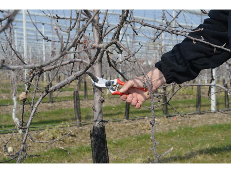 Felco Gartenschere 2 Der Helfer für die Gartenpflege
