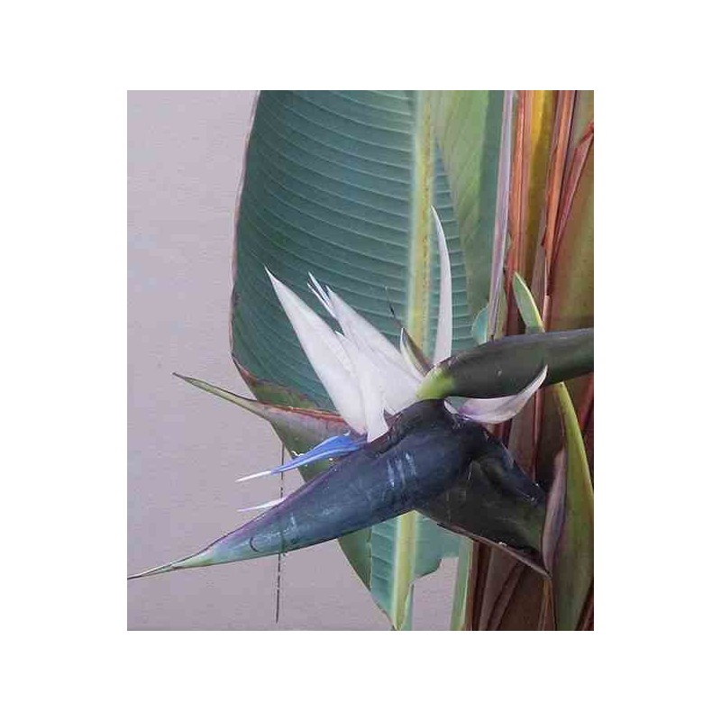 Strelitzia nicolai (oiseaux du paradis géant) blanc et bleu - taille pot de 18 litres ? 110/130 cm 2 pieds