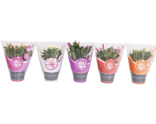 Kerstcactus FloraSelf Schlumbergera truncata H ca. 15-20 cm Ø 11 cm pot