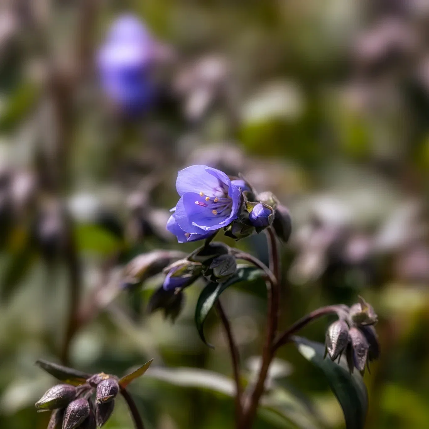 Polemonium 'Heaven Scent' Flokk 'Heaven Scent' Ø19 cm