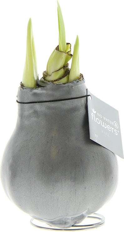 Amaryllis in wax (Hippeastrum Waxz 'Metallic Silver') H 15 cm