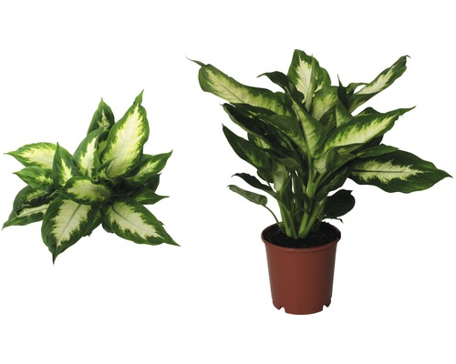 Dieffenbachia FloraSelf Dieffenbachia maculata 'Camilla' H 35-45 cm Ø 12 cm pot