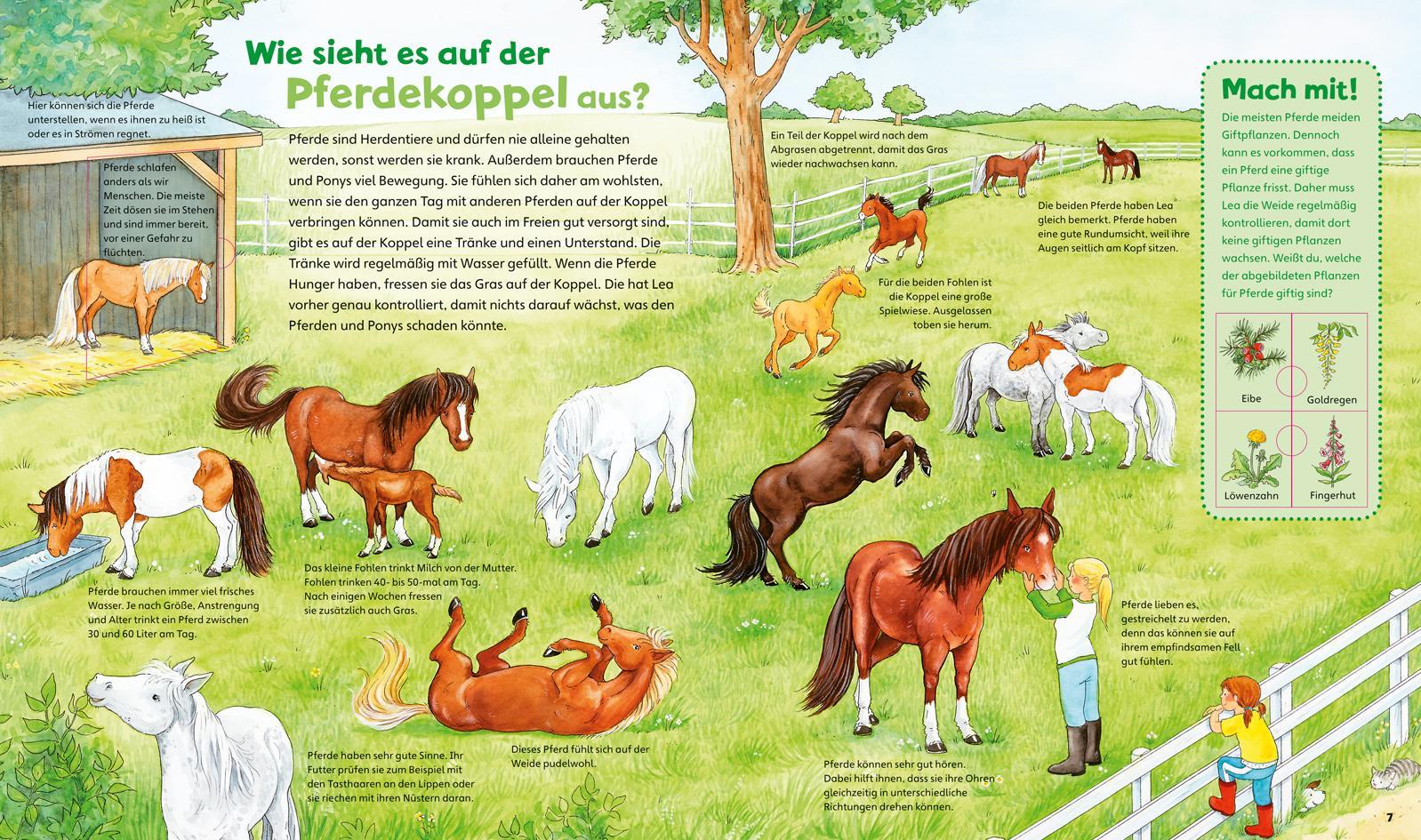 Pferde und Ponys / Was ist was junior Bd.5