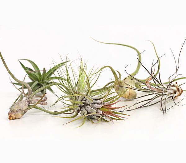Tillandsien - Tillandsia Hybride, verschiedene