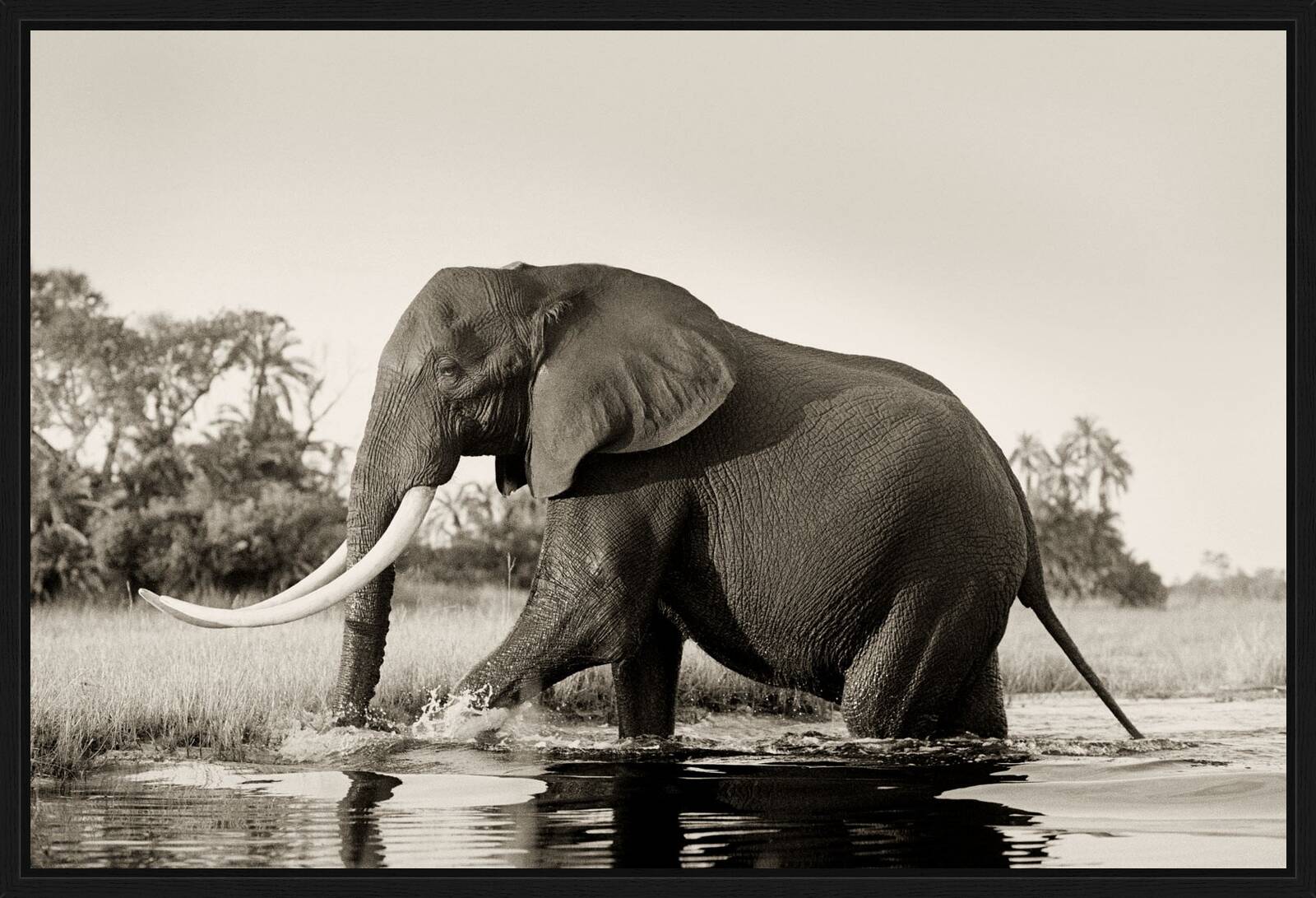 Big Tusker Elephant Bull by Horst Klemm - Limited Edition. Edition of: 150. Signed.