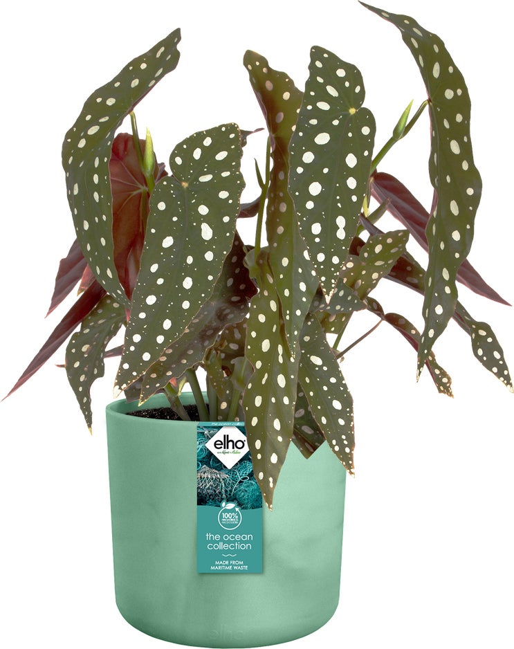 Elho bloempot The Ocean Collection groen D 16 H 15 cm