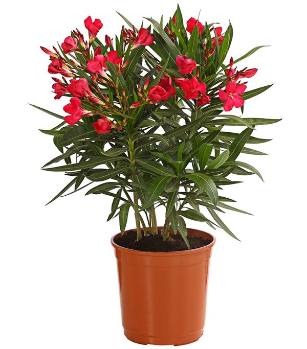 Oleander, Busch