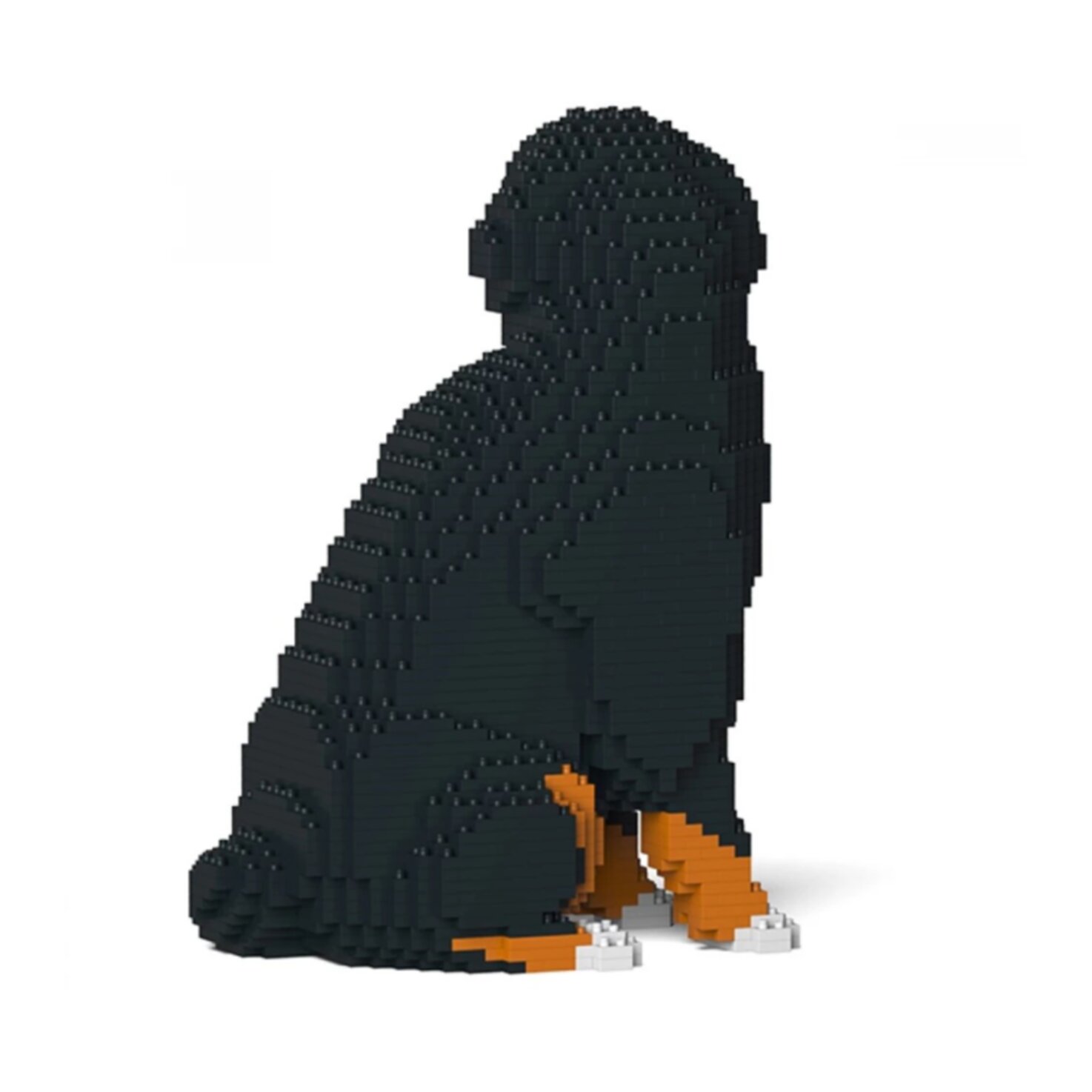 Jekca Berner Sennenhund