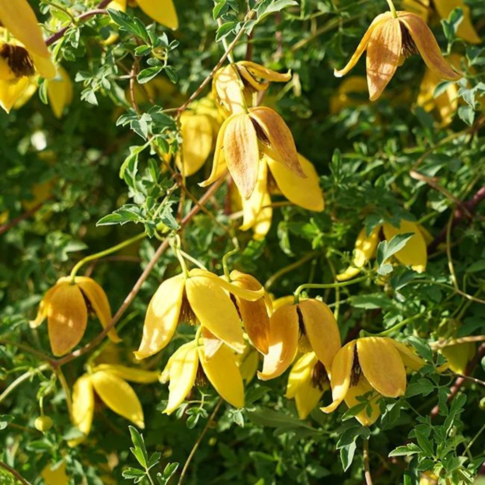 Clématite 'orange peel' - clematis orientalis 3l