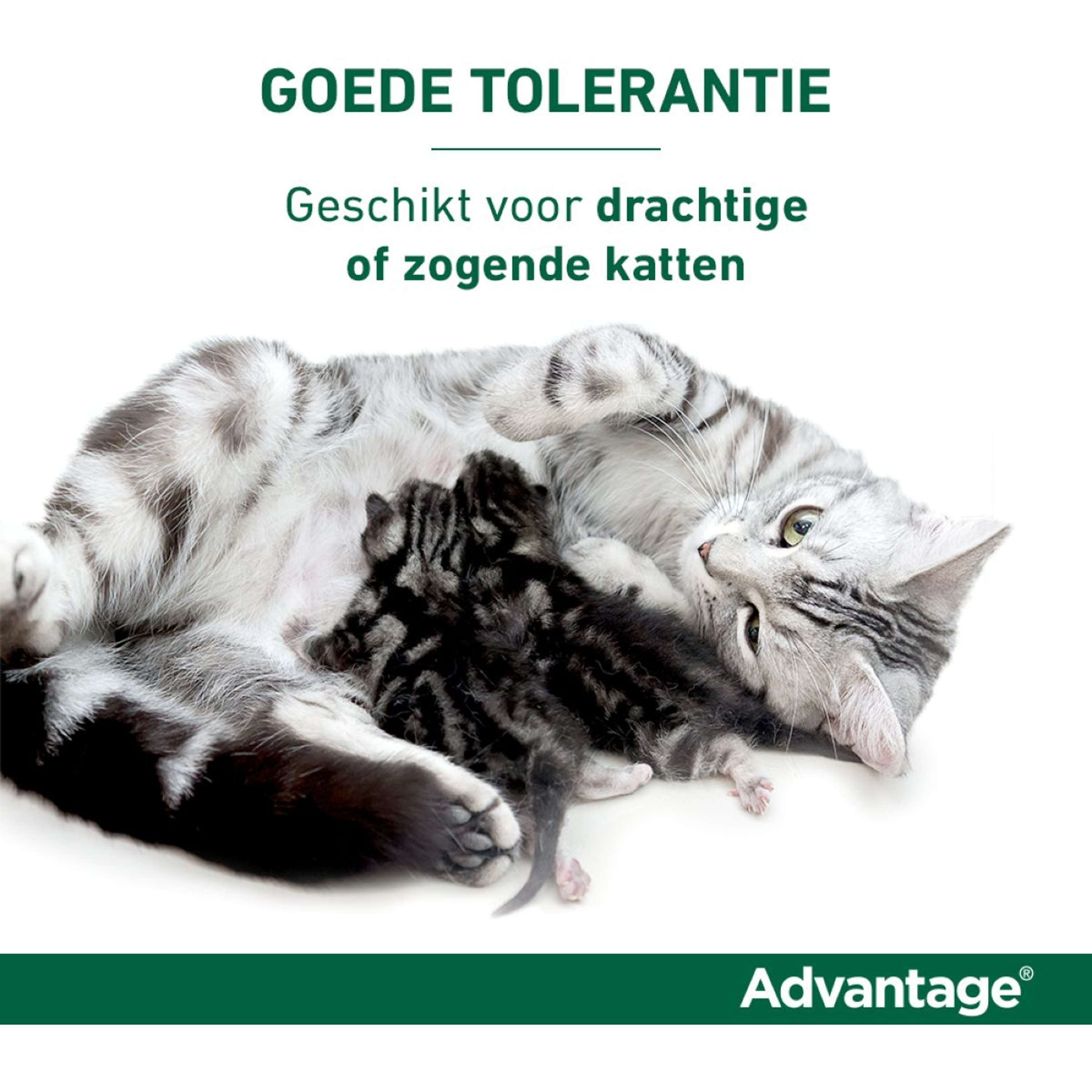 Advantage 80 Spot-On Kat 4-8kg