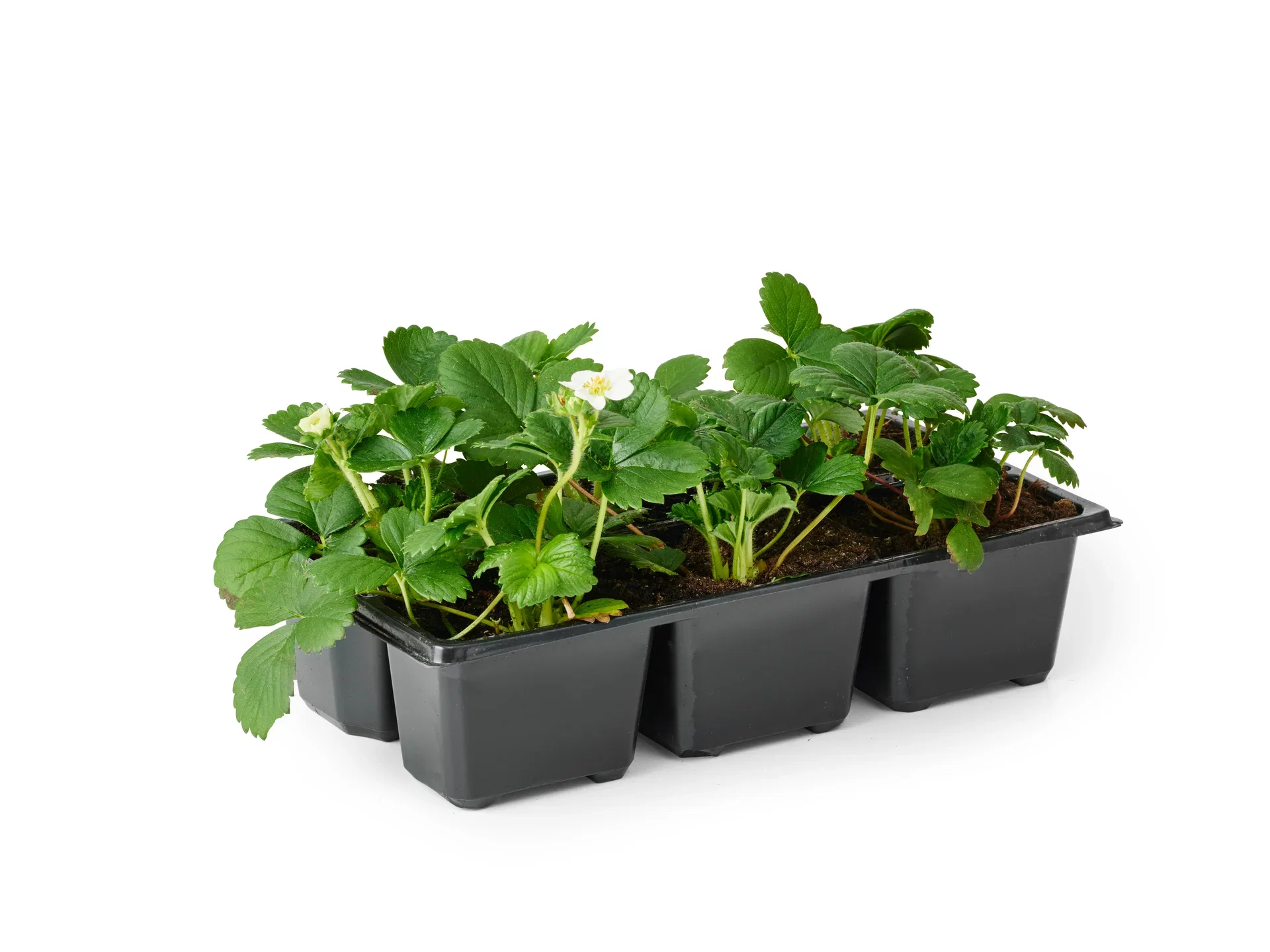 Fragaria x ananassa 'Beltran' Jordbær 'Beltran' 6 pk
