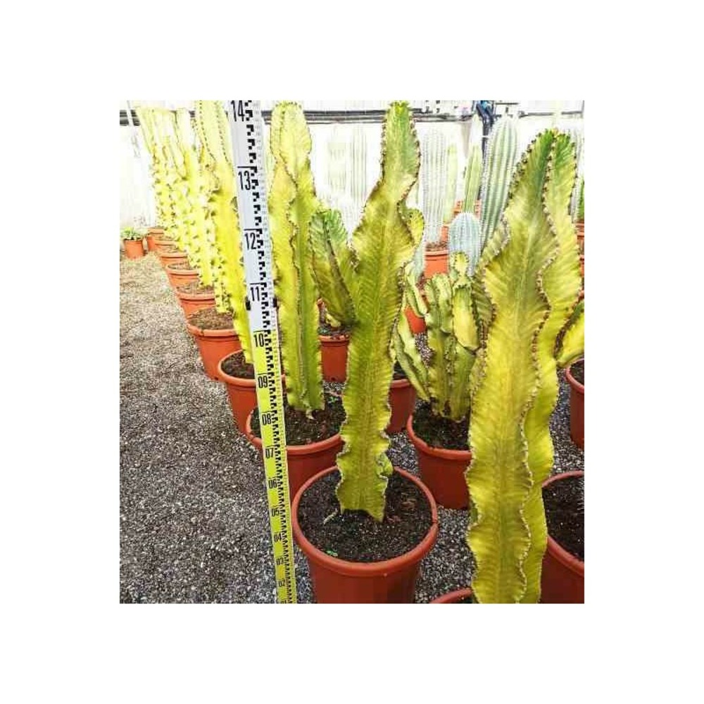 Euphorbia ingens 'marmorata' taille pot de 25l - 80/100cm