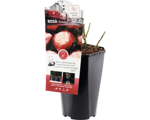 Nostalgie® struikroos FloraSelf H 30-40 cm Co 3 L dubbele bloemen